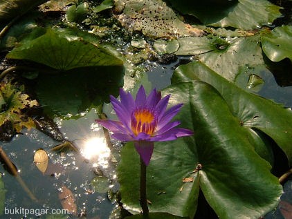 Pictures Of Orchids In The Rainforest. Orchids are a Malaysian